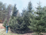 Will this Christmas Tree measure up?