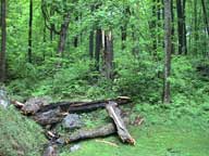 Large old maple tree brought down by rain.