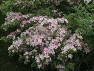 Weigela