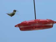 =Hummingbird coming in for a landing on the feeder at Birch Ridge