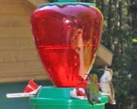 Humming bird feeder