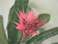 =Aechmea Fasciata - Silver Vase Bromeliad Bromeliaceae