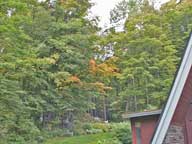 Trees around Birch Ridge Inn starting to display fall foliage colors. September 13, 2006 10:30 AM