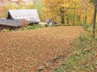 Backyard of Birch Ridge Inn blanketed in leaves.