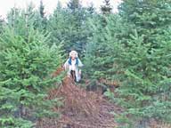 Mary hunting for this years Christmas Tree.