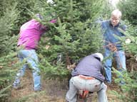 Cutting down the inn's Christmas Tree