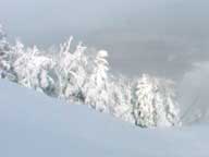 Trees on Skye Peak embraced by snow.