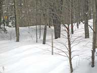 Snow Stake in an open field surrounded by forest at the Birch Ridge Inn