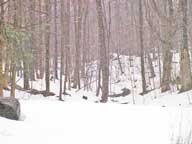 Snow covers the forest floor behind the Birch Ridge Inn.