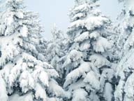 Powder covered trees as seen from the K1 Gondola midway up Cascade