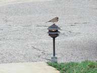 Slate Gray Junco guarding the entrance to the Birch Ridge Inn