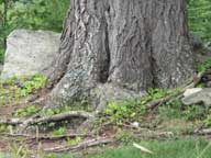 I found my ball...oops! My drive on the 9th hole at Green Mountain National was errant, landing at the base of a large tree 240 yards off the tee down the right side of the fairway.