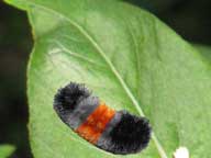 Does the woolly bear predict a long winter?