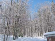 Ice covered trees behind the Birch Ridge Inn