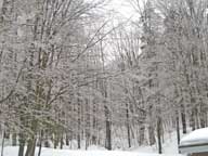 Forest behind the Birch Ridge Inn at Killington glistening under a heavy coating of ice.