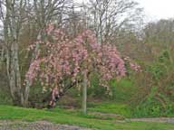 Flowering tree at Liberty Hill Inn