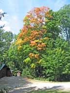 Early color appearing in trees around Killington