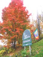 Large red maple tree at the front of the Birch Ridge Inn