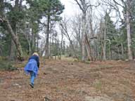 New trail cut through the woods leading to the Sugar Shack