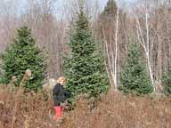 Mary picking out this years Christmas Tree