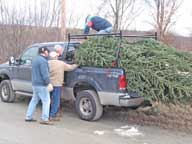 Christmas Trees being loaded into a friends pickup truck