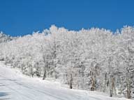 Trees on Rams Head covered in snow and silhouetted by deep blue sky.