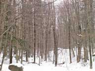 The woods behind the Birch Ridge Inn.