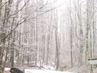 Forest behind the Birch Ridge Inn getting covered with snow.