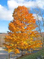 Maple tree in front of the Birch Ridge Inn attempting to defy the season.