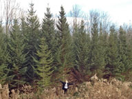 Is this the 2012 Christmas Tree?