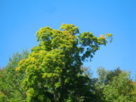 Stately maple tree behind the inn showing color.