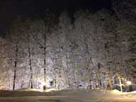 Birch trees at the front of the Birch Ridge Inn covered with snow and  backlit by lights on Killington Road.