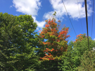 Trees showing thier seasonal color all around Killington.