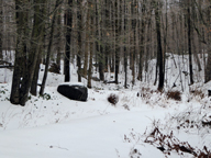 Snow covered forest behind the Birch Ridge Inn